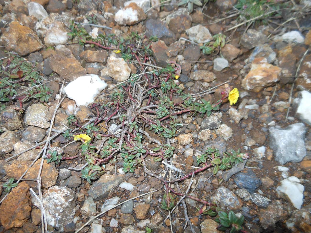 Helianthemum oelandicum subsp. italicum / Eliantemo rupino